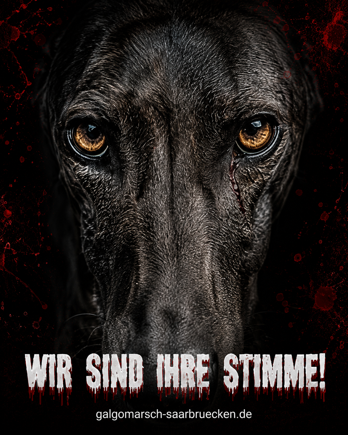 Tierschutz-Kampagne 2027