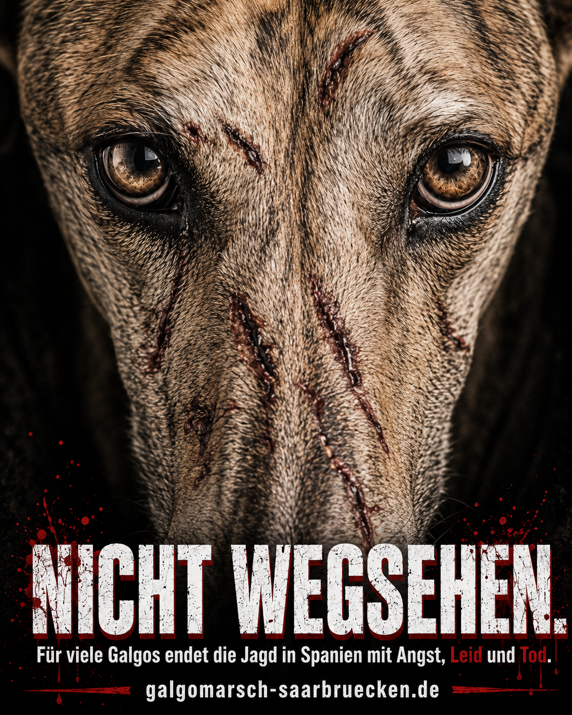 Tierschutz-Kampagne 2027